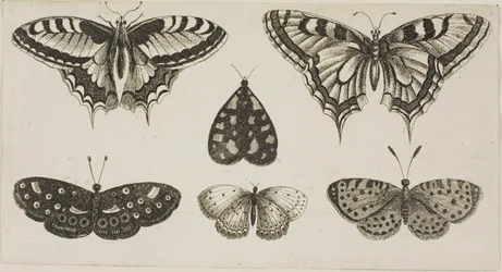 Cinq papillons et un papillon de nuit