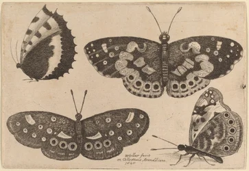 Quatre papillons