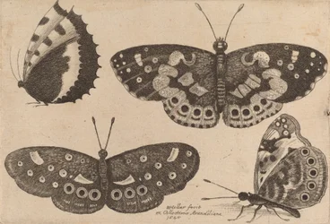 Quatre papillons, 1646