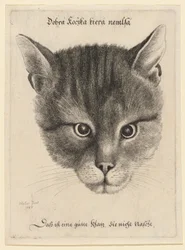 Tête de chat, taille moyenne