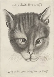 Tête de chat