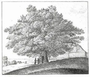 Arbre creux à Hampstead, 1663
