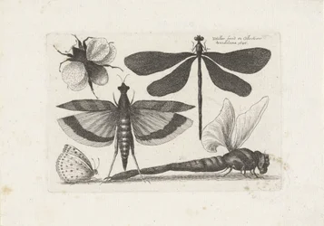 Libellules, papillon et bourdon