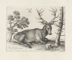 Cerf couché, vers la droite