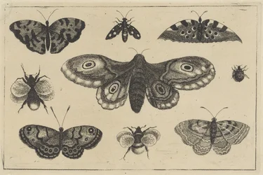 Papillon de nuit, quatre papillons, deux bourdons et deux autres insectes