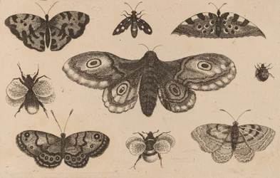 Papillon, papillons et abeilles