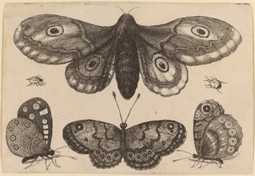 Papillon de nuit, trois papillons et deux coléoptères