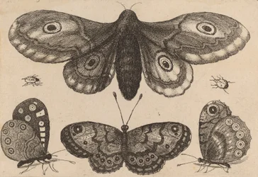 Papillon de nuit, trois papillons et deux coléoptères, 1646