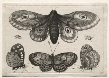 Figures et formes variées de mouches, scarabées et vers : un papillon de nuit, trois papillons et deux coléoptères