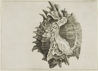 Murex à bouche rose (phyllonotus erythrostomus)