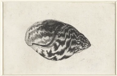 Coquille, achatina achatina, Coquilles (titre de la série)