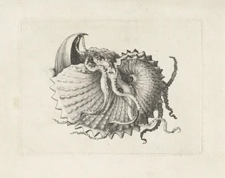 Coquillage, argonauta nodosa