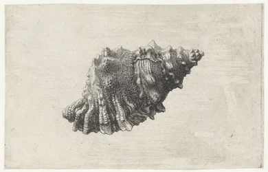 Coquille, bursa rubeta