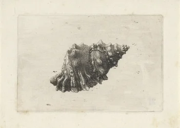 Coquille, bursa rubeta