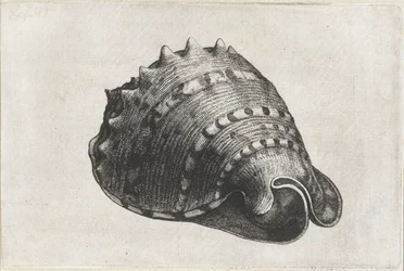 Coquille, cassis cornuta