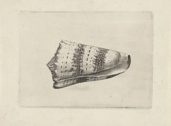 Coquille, conus imperialis