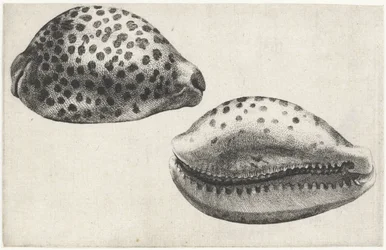 Coquille, cypraea tigris