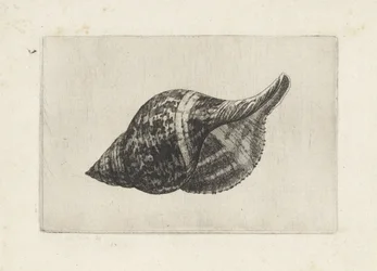 Coquille, fasciolaria tulipa