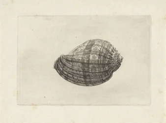 Coquille, harpa major