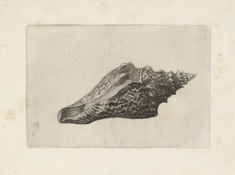 Coquille, hemifusus ternatanus