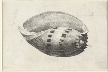 Coquille, amphore de melon
