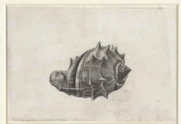 Coquille, melongena melongena