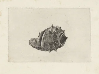 Coquille, melongena melongena