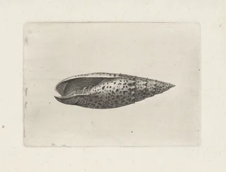 Coquille, mitra papalis