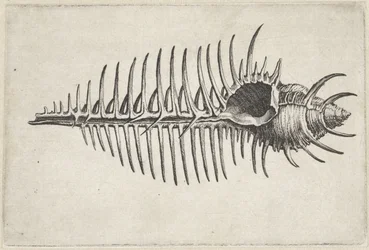 Coquille, murex pecten