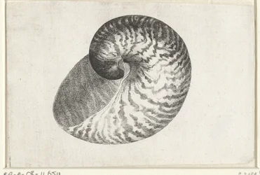 Nautile pompilius