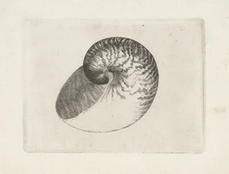 Coquille, nautilus pompilius