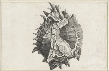 Coquille, phyllonotus erythrostomus