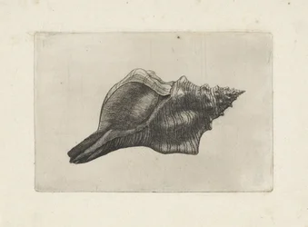 Coquille, pleuroploca trapezium