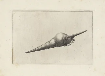 Coquille, tibia fusus melanocheilus