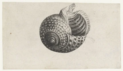 Coquille, tonna dolium
