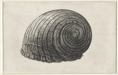Coquille, tonna galea