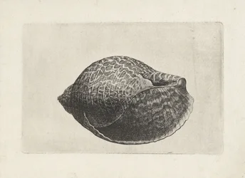 Coquille, tonna perdix