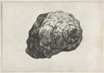 Coquille, turbo sarmaticus