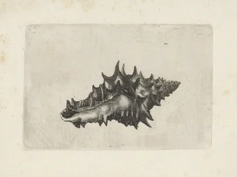 Coquille, vasum ceramicum