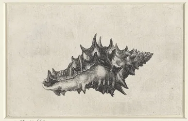 Schelp, vasum ceramicum