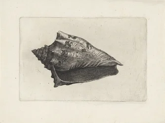 Coquille, voluta ebraea
