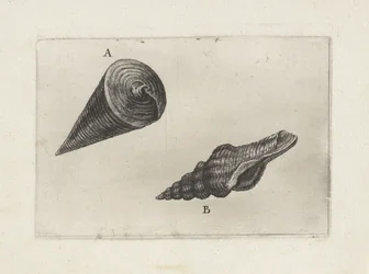 Coquillages, telescopium telescopium (A) et fusinus laticostatus (B)