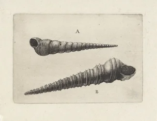 Coquilles, turritella terebra (A) et turritella duplicata (B)