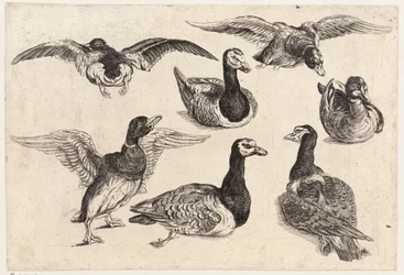 Sept canards