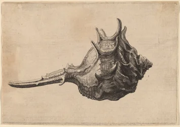 Coquillage (Murex brandaris)
