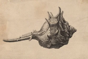 Coquille Murex brandaris, vers 1645