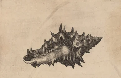 Coquille Vasum ceramicum, vers 1645