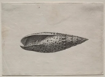 Coquillages : Mitra papalis L