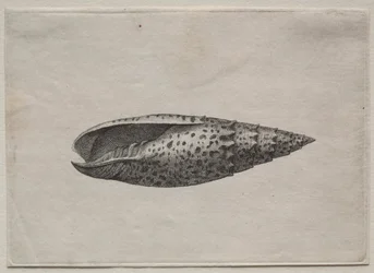 Coquillages : Mitra papalis L, c. 1640s