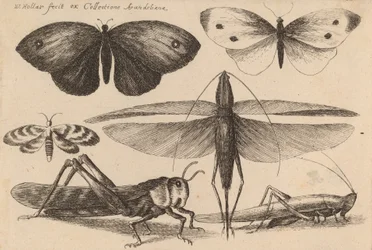 Six insectes, 1646